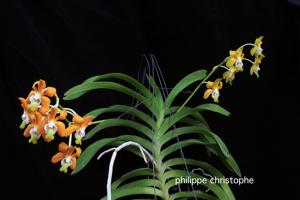 Vanda denisoniana