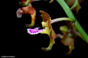 Vanda flabellata