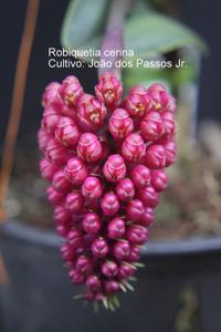 Robiquetia cerina