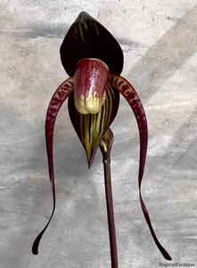 Paphiopedilum adductum