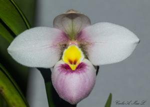 Phragmipedium schlimii