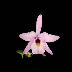 Laelia rubescens