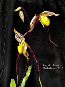 Paphiopedilum philippinense