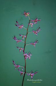 Dendrobium gouldii