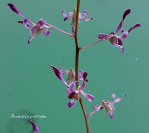 Dendrobium gouldii