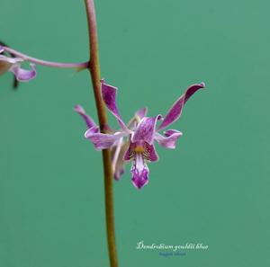 Dendrobium gouldii