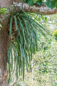 Cymbidium aloifolium