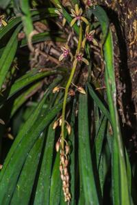 Cymbidium aloifolium