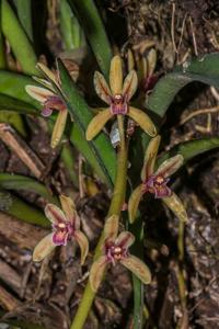 Cymbidium aloifolium