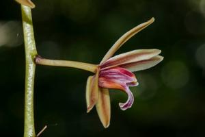 Cymbidium aloifolium