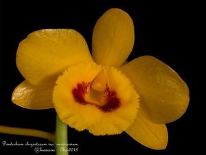 Dendrobium chrysotoxum