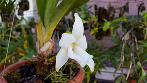 Angraecum magdalenae