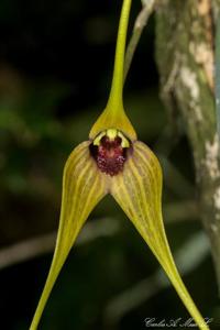 Masdevallia caesia