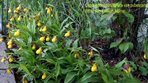 Cypripedium parviflorum var. pubescens