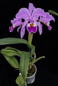 Cattleya gaskelliana