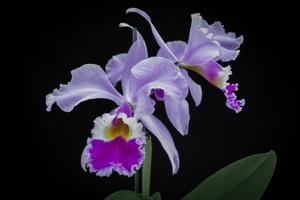 Cattleya gaskelliana