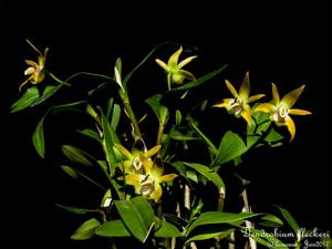 Dendrobium fleckeri