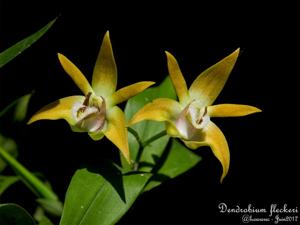 Dendrobium fleckeri