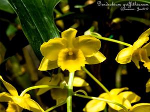 Dendrobium griffithianum