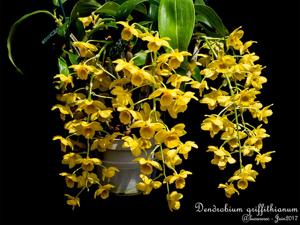 Dendrobium griffithianum