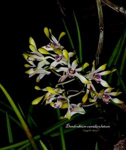 Dendrobium canaliculatum