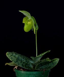 Paphiopedilum wardii