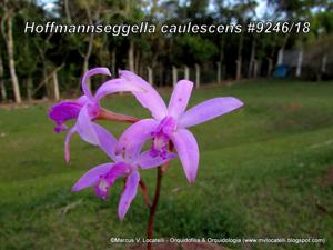 Cattleya caulescens