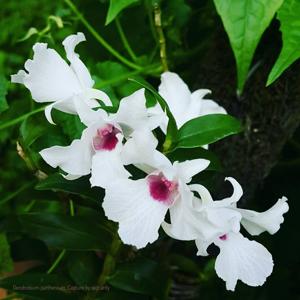 Dendrobium parthenium