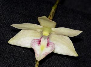 Dendrobium cruttwellii