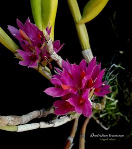 Dendrobium bracteosum