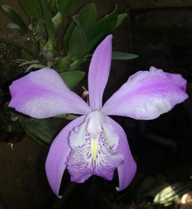 Laelia speciosa