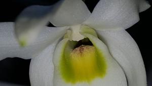 Dendrobium wilsonii