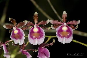 Oncidium fuscatum