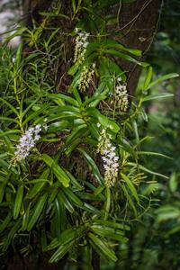 Aerides odorata