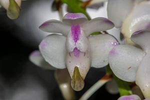 Aerides odorata