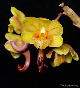 Dendrobium hamaticalcar