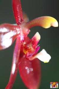 Phalaenopsis cornu-cervi