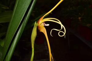 Maxillaria fractiflexa