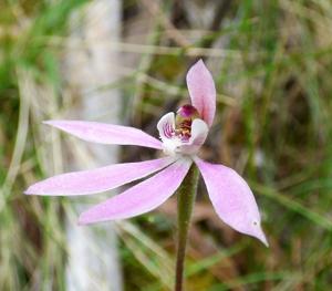 Caladenia carnea
