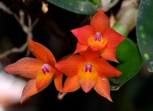 Cattleya cernua