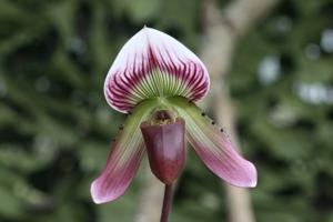 Paphiopedilum callosum