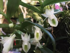 Dendrobium trinervium