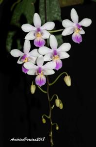 Phalaenopsis lindenii