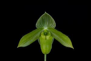 Paphiopedilum wardii