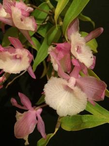 Dendrobium aphyllum