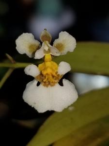 Tolumnia variegata