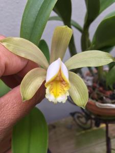 Cattleya forbesii