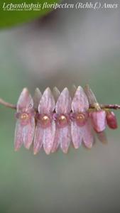 Lepanthopsis floripecten