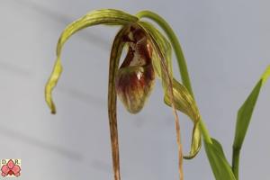 Phragmipedium humboldtii