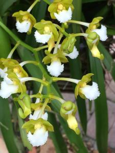 Vanda flabellata